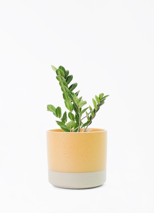 観葉植物 ガジュマル 4号 パンダ 朴仕立て ハンネ 16 R オレンジ
