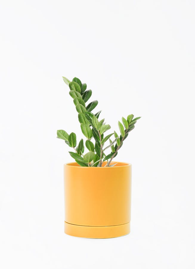 観葉植物 カポック（シェフレラ） 4号 斑入り オーセ 15 Y