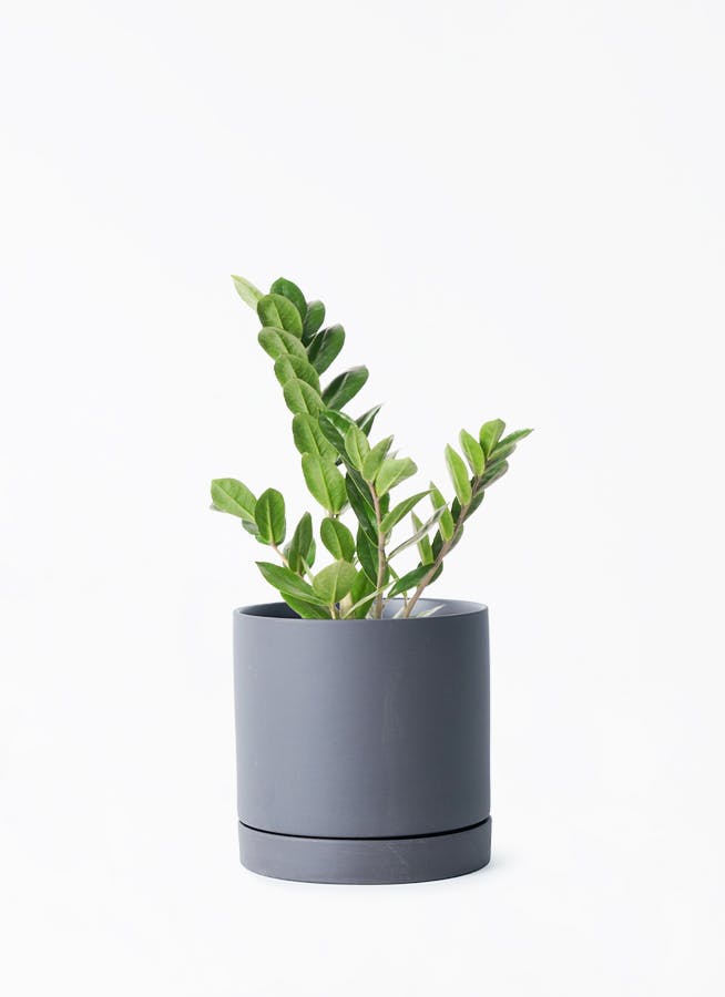 NEIGHBORHOOD ツカモト　ブラック植木鉢 SRL NEIGHBORHOOD SRL Rooted 植木鉢 黒 NEIGHBORHOOD ツカモト