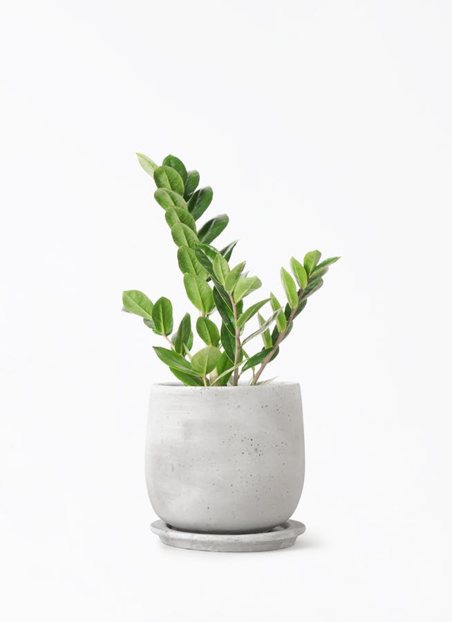 zamioculcas-124_1.jpg