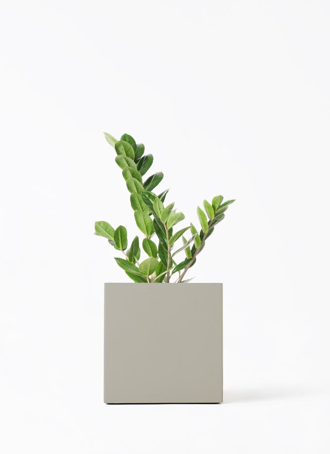 ザミオクルカス | 観葉植物の通販ならHitoHana（ひとはな）