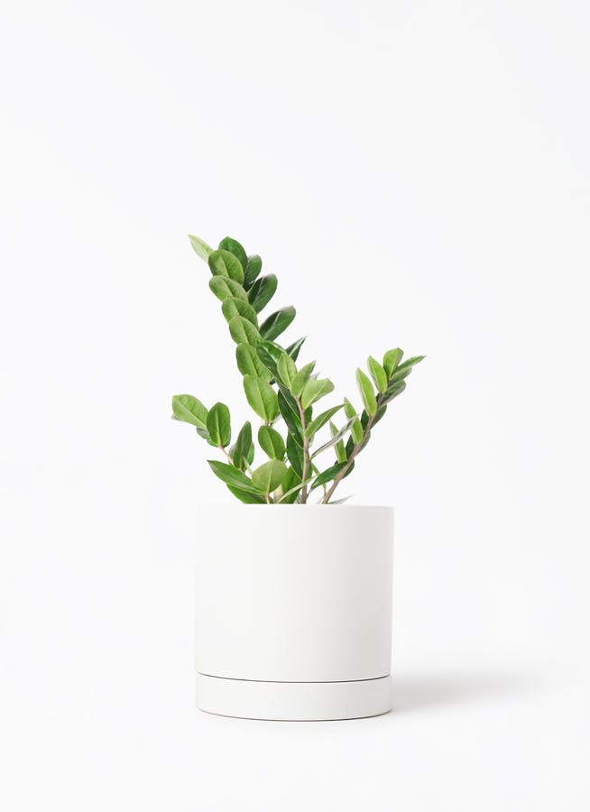 ザミオクルカス | 観葉植物の通販ならHitoHana（ひとはな）