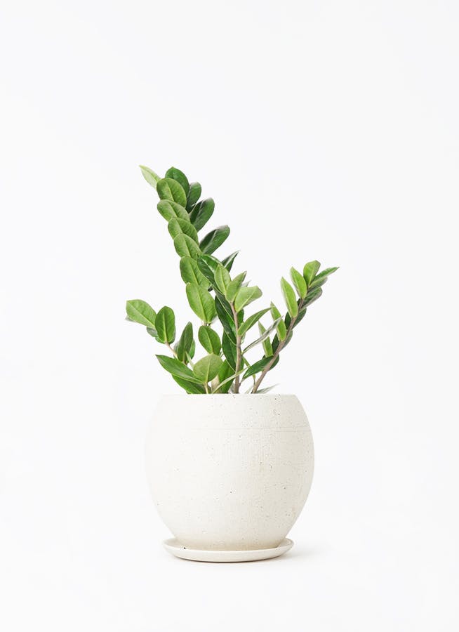 ザミオクルカス | 観葉植物の通販ならHitoHana（ひとはな）