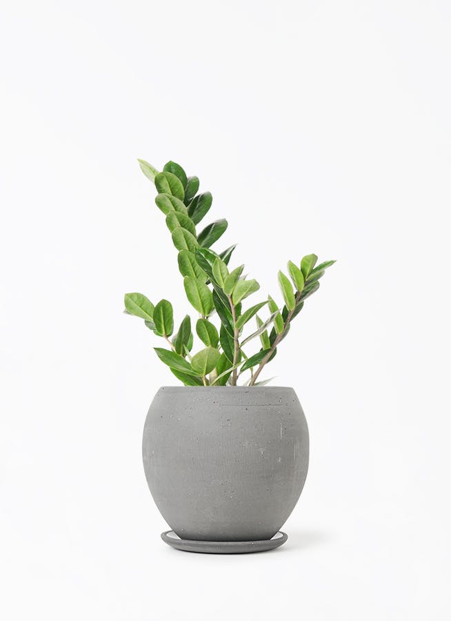 観葉植物 ポトス 4号 ライム エッジ ボール ブラック 植え替え