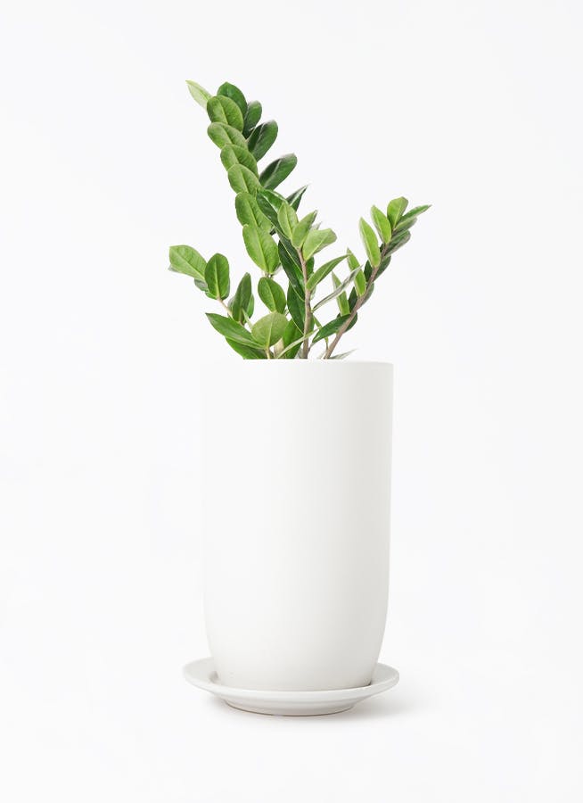 zamioculcas-115_1.jpg