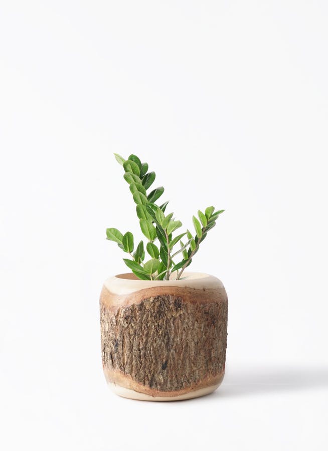 ザミオクルカス | 観葉植物の通販ならHitoHana（ひとはな）