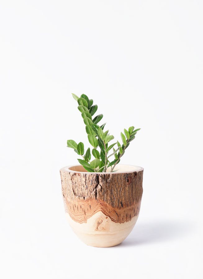 観葉植物 ユッカ 4号 ノーマル Mango Wood(マンゴーウッド