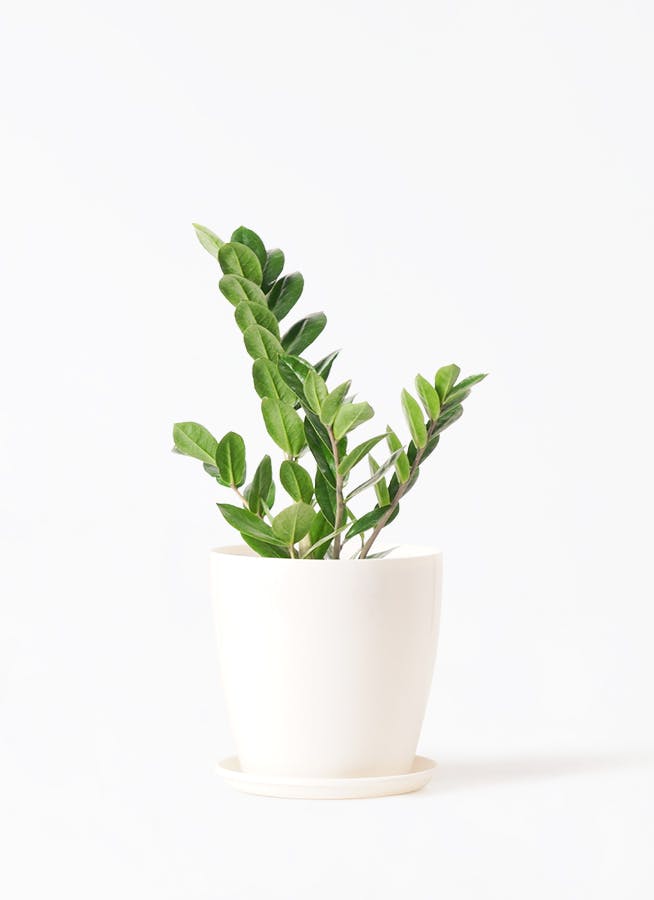 ザミオクルカス | 観葉植物の通販ならHitoHana（ひとはな）