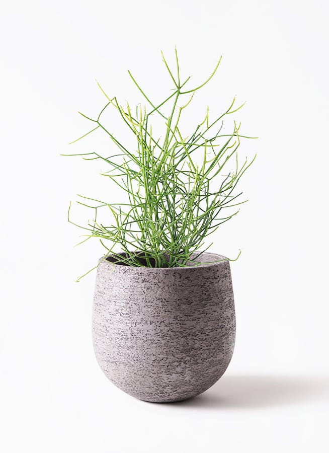 観葉植物 ミルクブッシュ 6号 Eco Stone (エコストーン) Gray 付き | 観葉植物ならHitoHana(ひとはな)