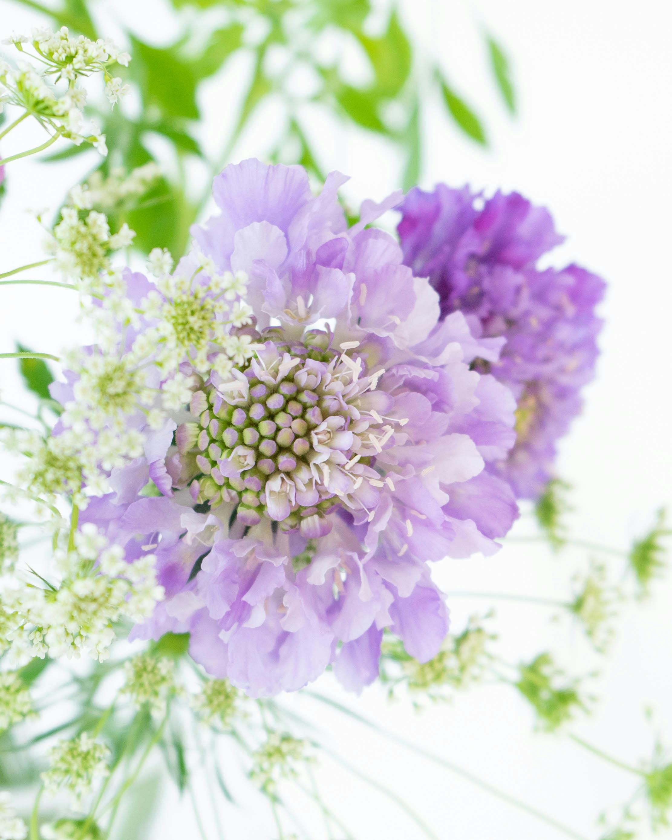 産地直送 スカビオサ花束 草花ミックス ラベンダー／千葉 金井園芸から 