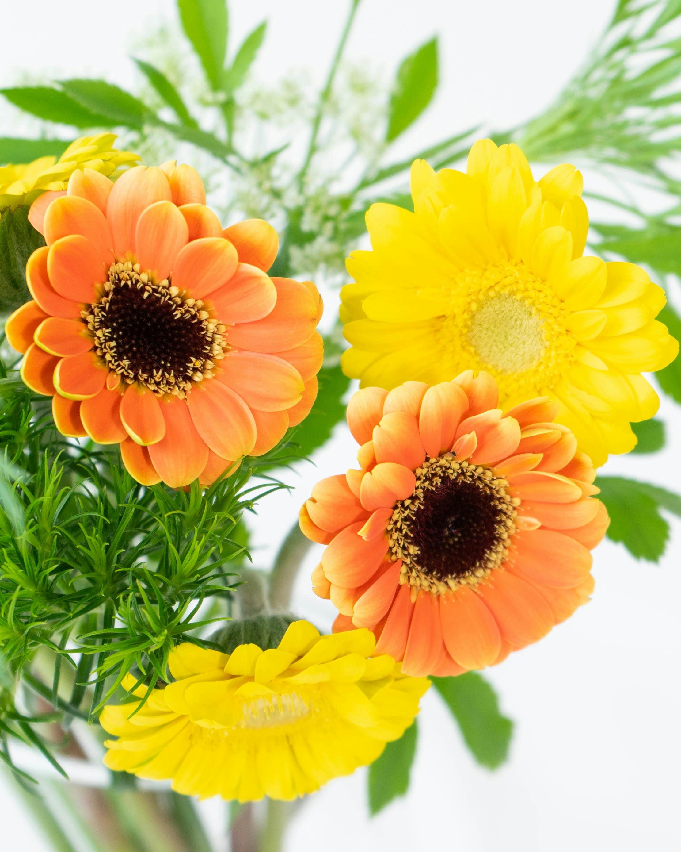 産地直送 ガーベラ花束 草花ミックス イエロー・オレンジ／千葉 金井