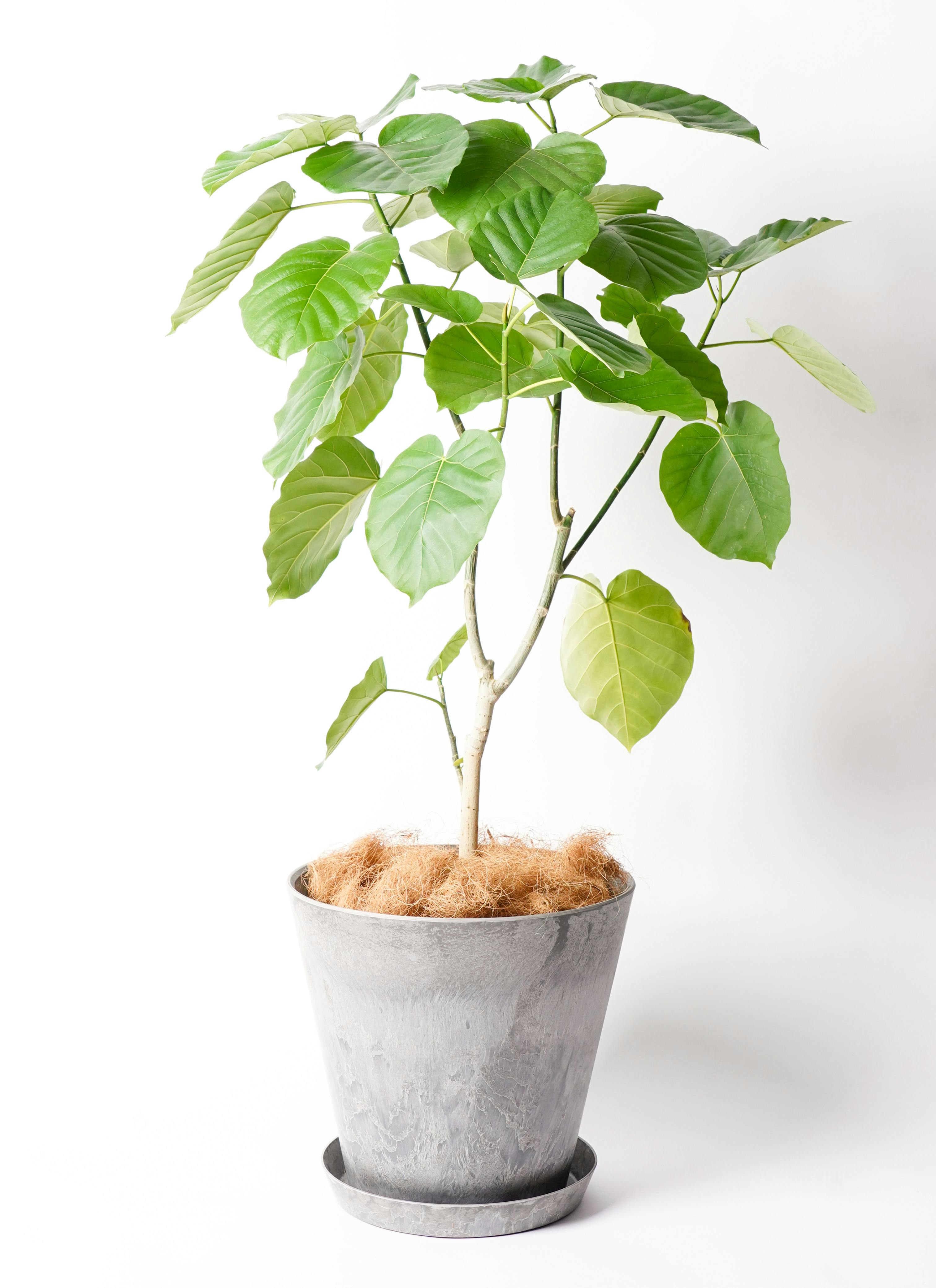 観葉植物 フィカス ウンベラータ 床置きL（8号）アートストーン グレー 