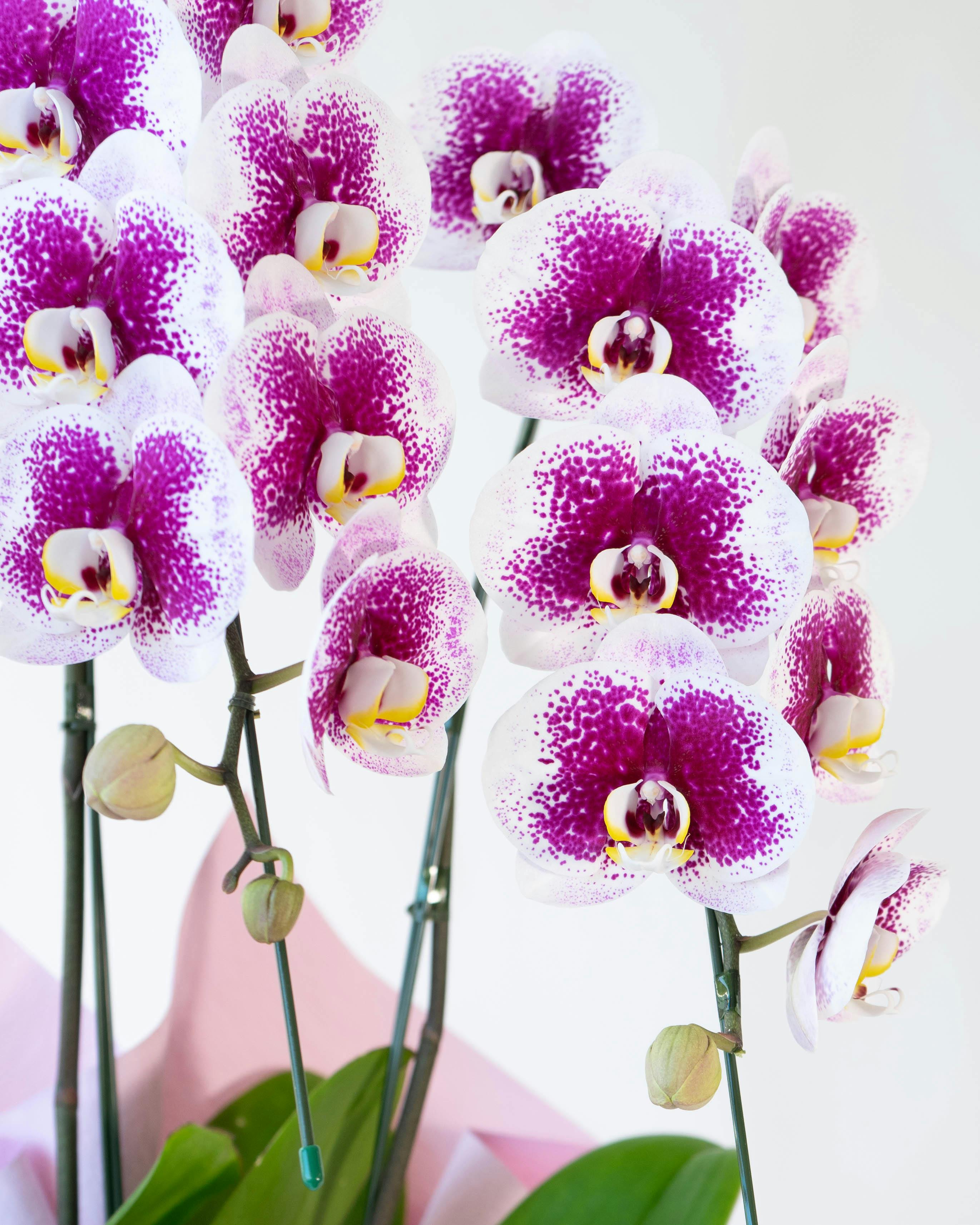 胡蝶蘭中大輪 ピンク 雅 -MIYABI- 3本立ち | 胡蝶蘭ならHitoHana(ひとはな)