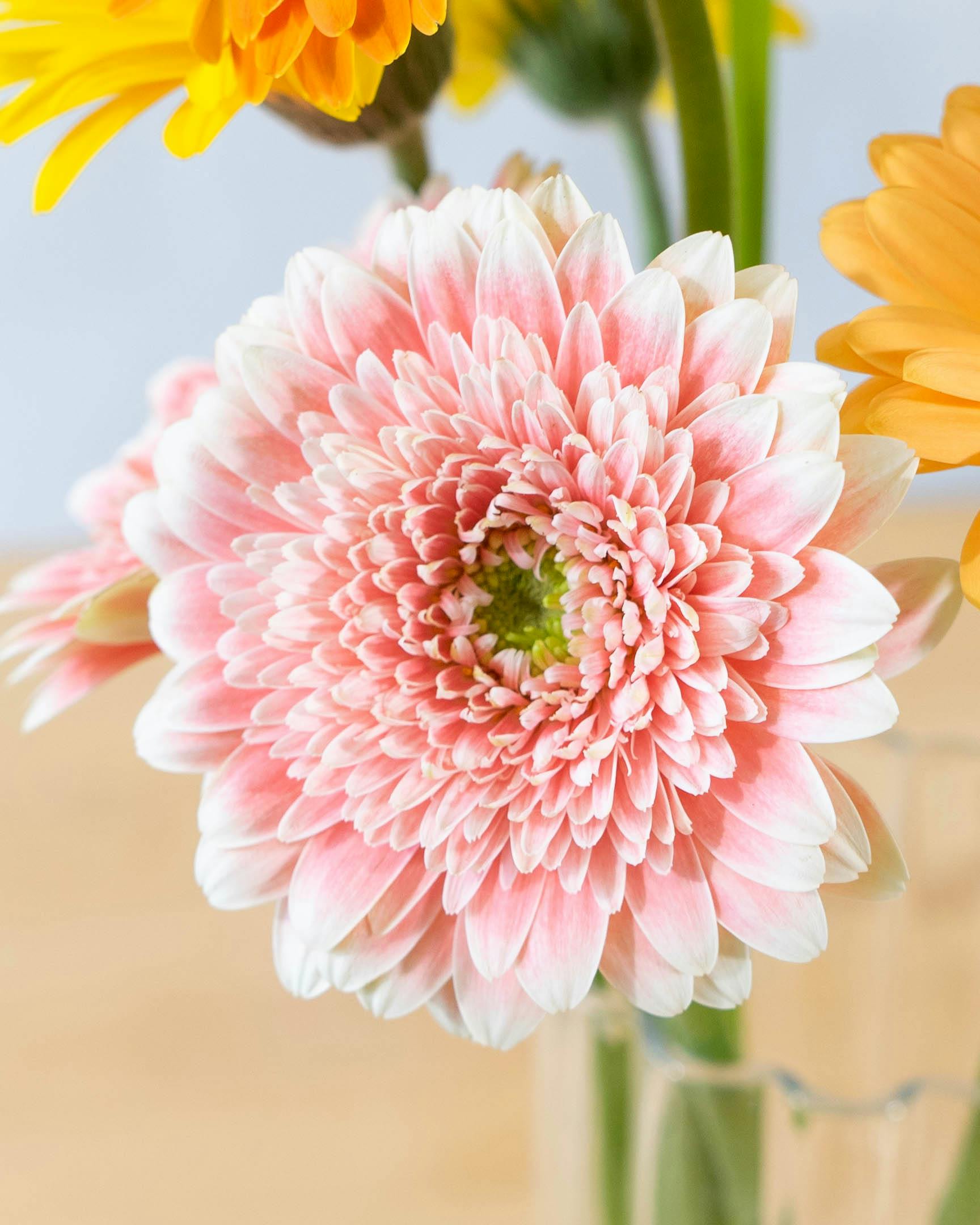 花農家直送！！クルクマ20本❀ガーベラ60本❀菊❀ 花農家直送