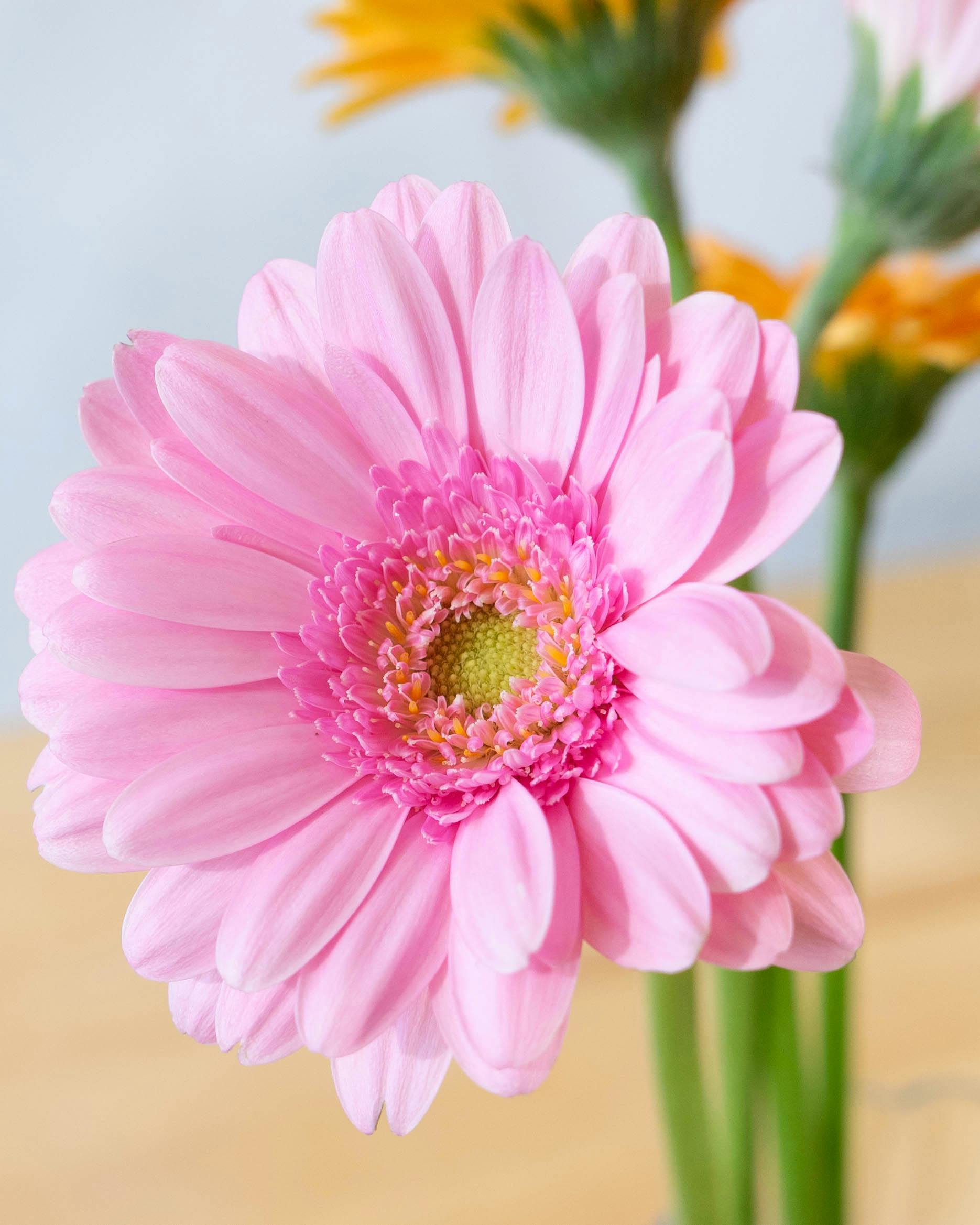 産地直送 ガーベラ1輪 花束 30本用／静岡 松下園芸からお届け | 花束