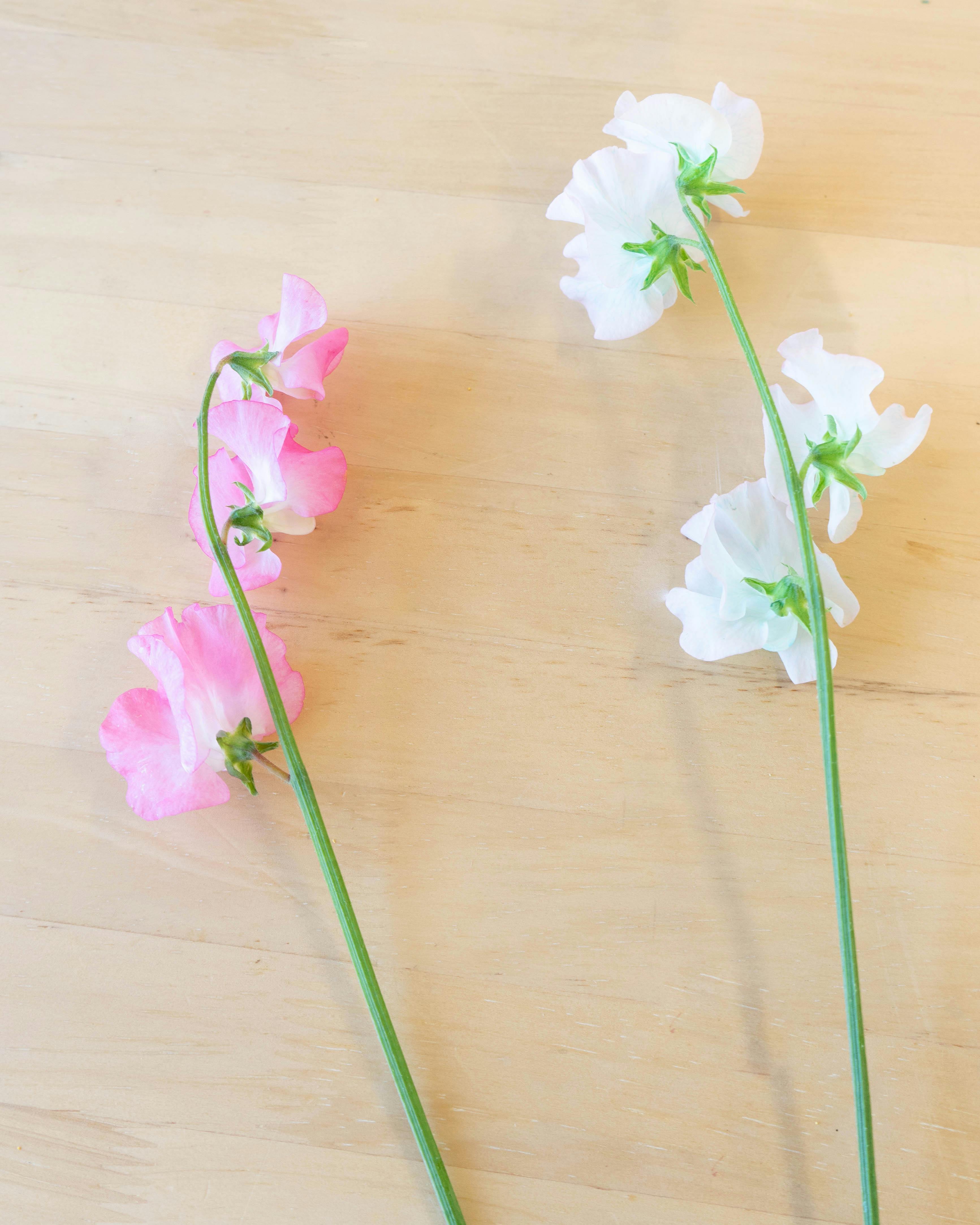 産地直送 スイートピー花束 ホワイトS（20本入り）ギフトラッピング付