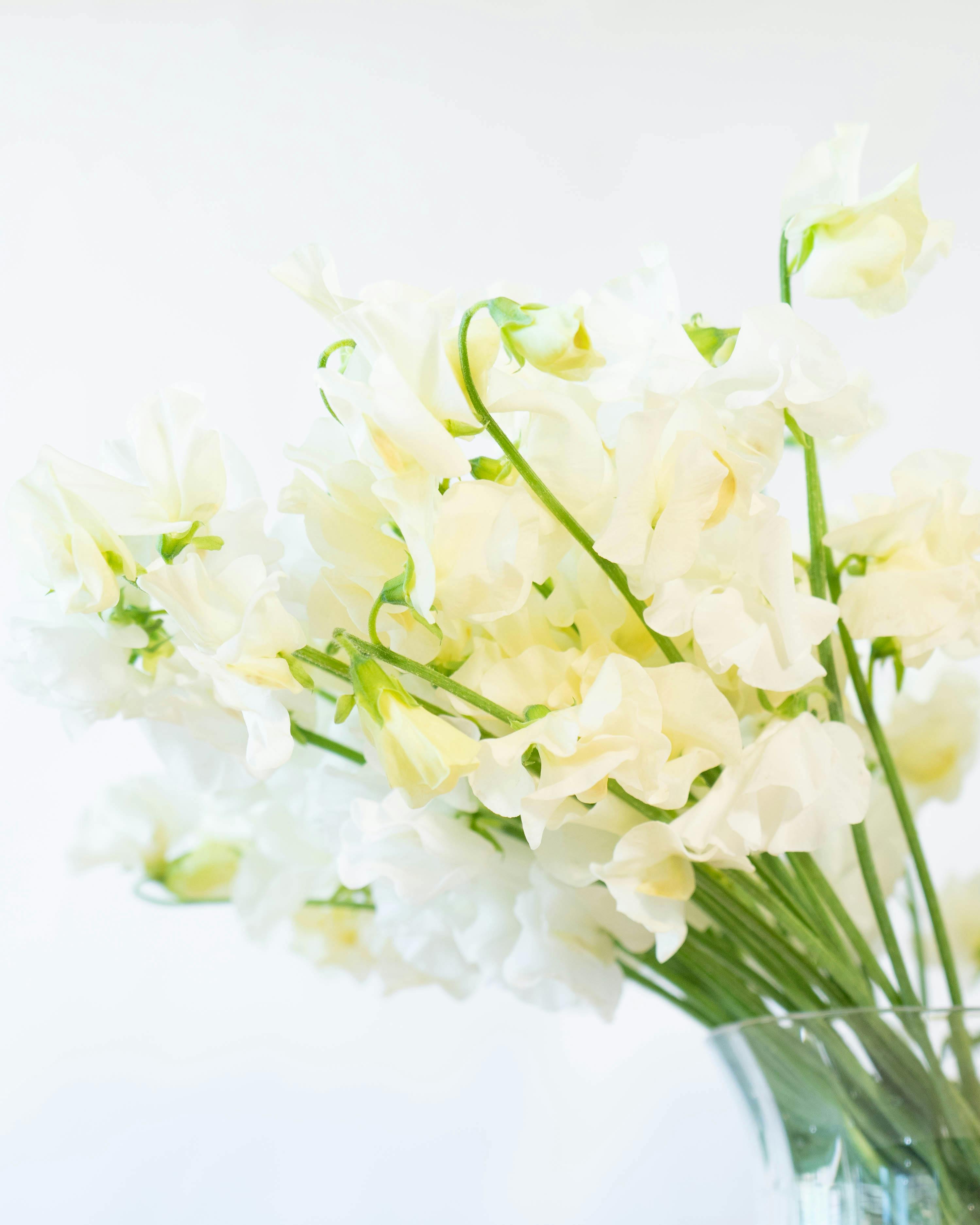 産地直送 スイートピー花束 ホワイトS（20本入り）ギフトラッピング付