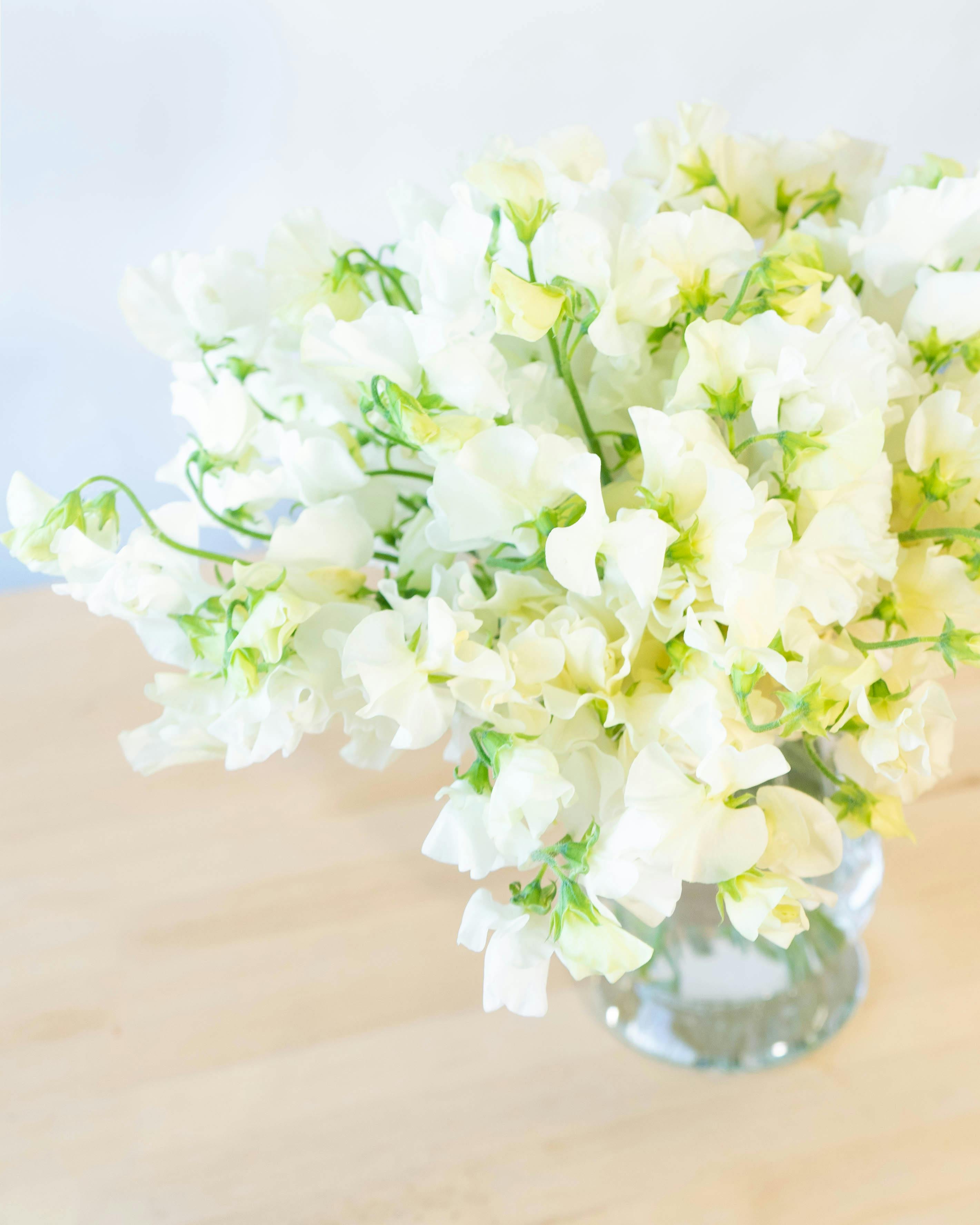 産地直送 スイートピー花束 ホワイトS（20本入り）ギフトラッピング付