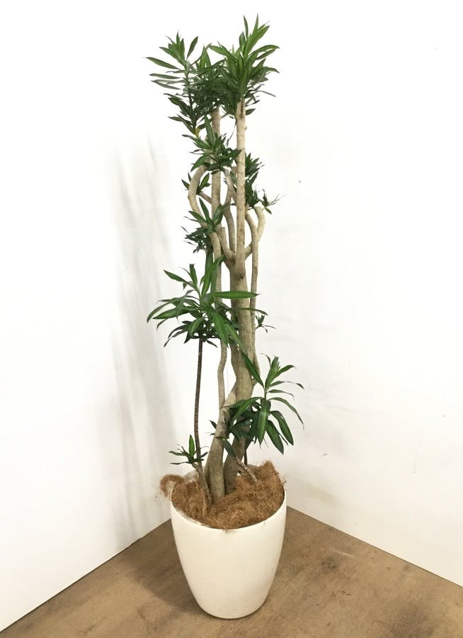 観葉植物 160cm ドラセナ ソング オブ ジャマイカ 10号 観葉植物ならhitohana ひとはな