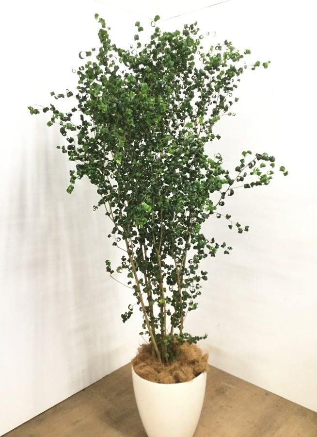 バロック ベンジャミン フィカス属の観葉植物 ベンジャミン・バロックの基本的な育て方をご紹介します。