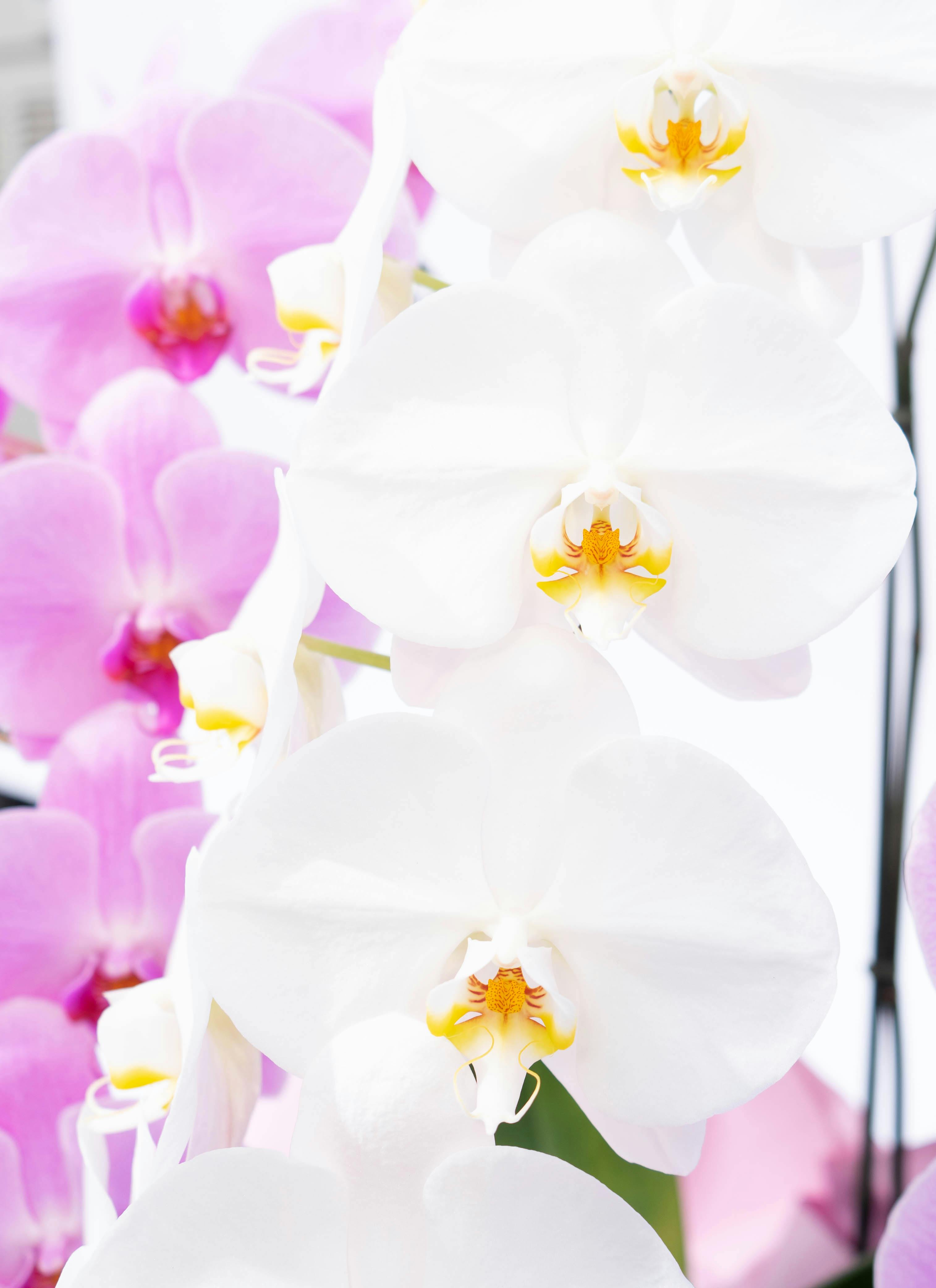 白とピンクの胡蝶蘭 複数本 胡蝶蘭大輪 ピンク白ミックス 2本立ち | 胡蝶蘭ならHitoHana(ひとはな)