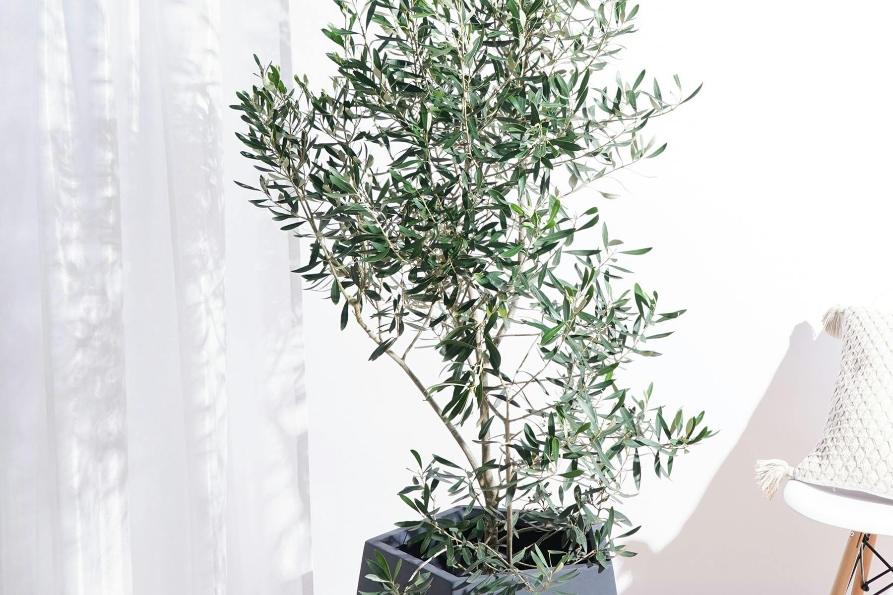 観葉植物 育て方 置き場所 | HitoHana（ひとはな）