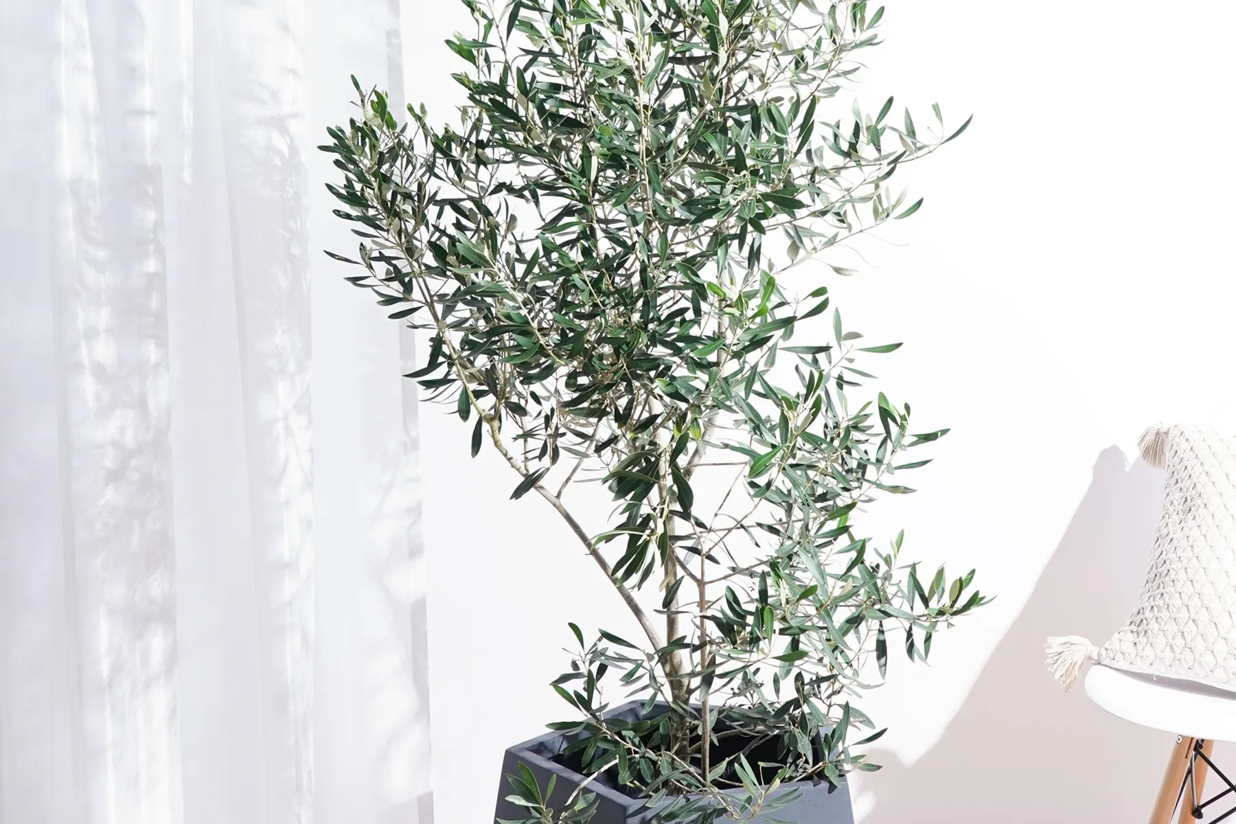観葉植物 育て方 置き場所 | HitoHana（ひとはな）