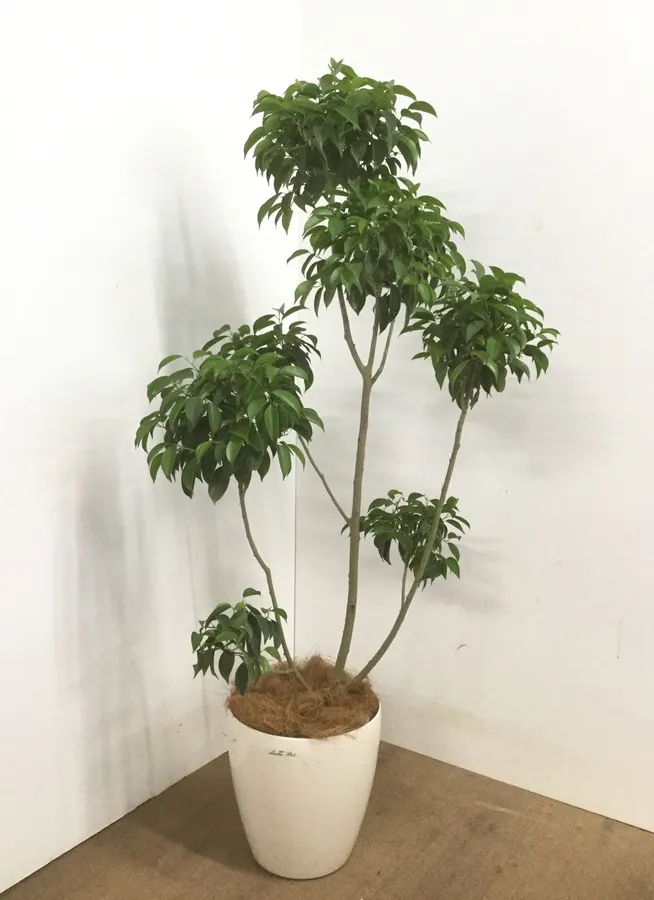 観葉植物 150cm フィカス ベンジャミン 8号 チラシ 観葉植物ならhitohana ひとはな