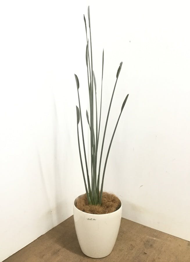 花芽付きです。ストレチア・ノンリーフ10号鉢 花芽付きです。ストレチア・ノンリーフ10号鉢 花芽付きです