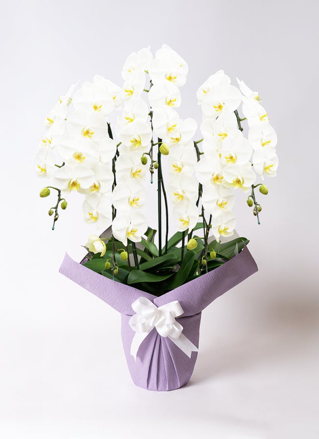 花ルンルン様36 Lサイズあり【JEAN MACLEAN/ジャンマクレーン】オフショル/ ベア