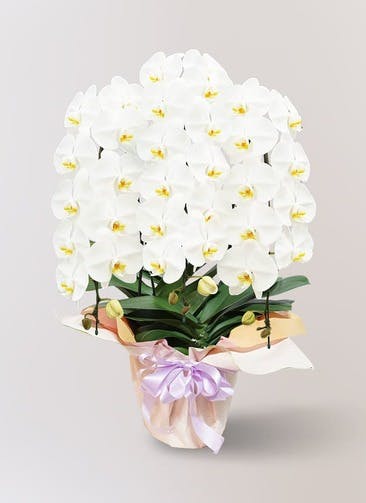 large flower white 6 12 - 花通販おすすめ12選【2023年最新版】人気宅配サイト