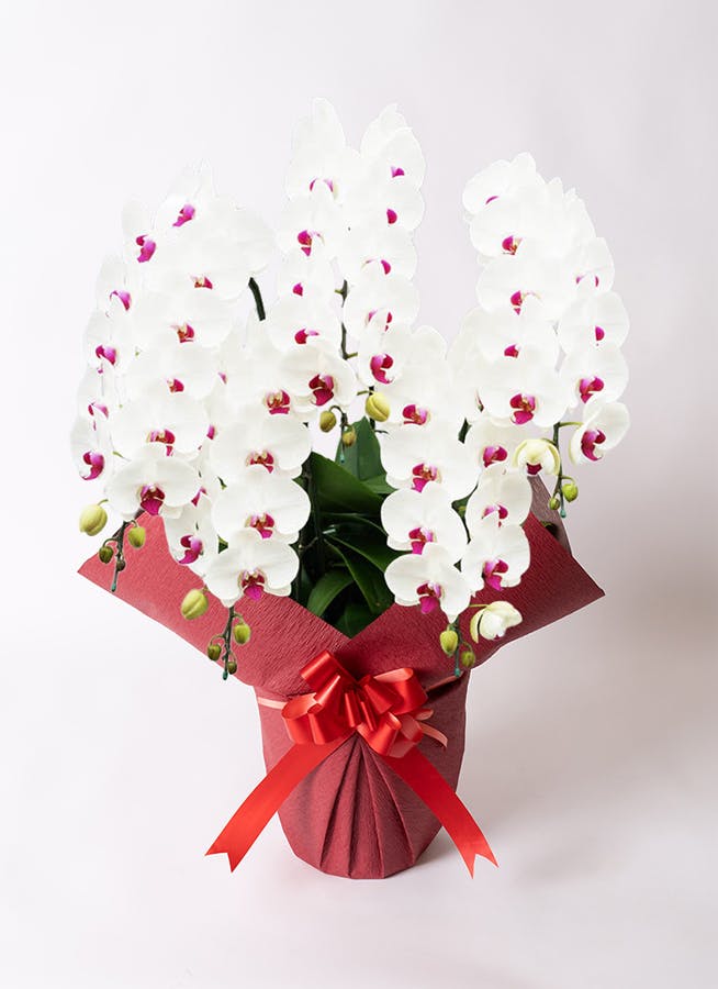 胡蝶蘭大輪 赤リップ 5本立ち 55輪〜63輪前後 | 胡蝶蘭ならHitoHana