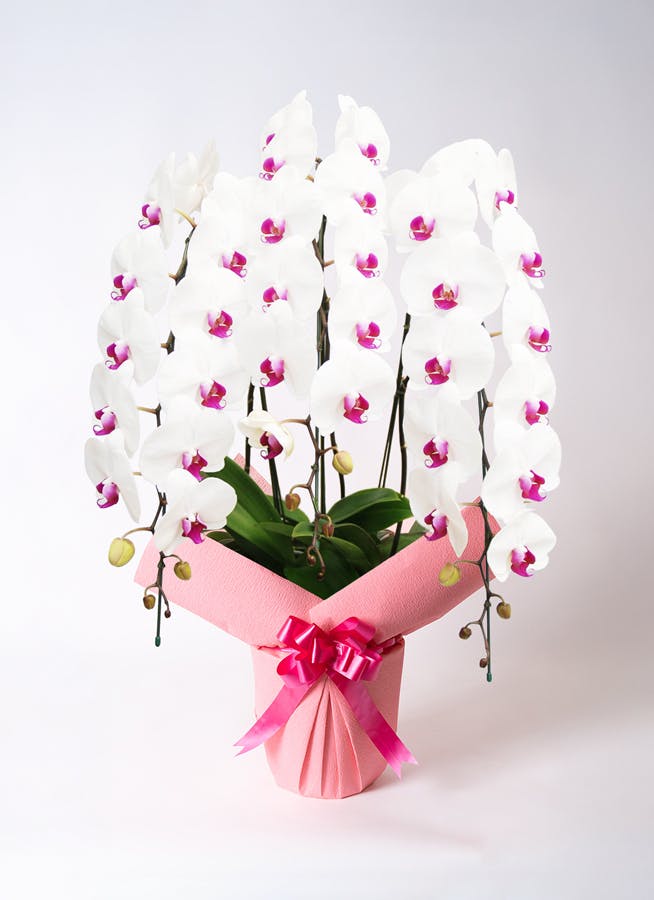 白い胡蝶蘭 赤い鉢 リボン付き 白い胡蝶蘭 赤い鉢 リボン付き 110