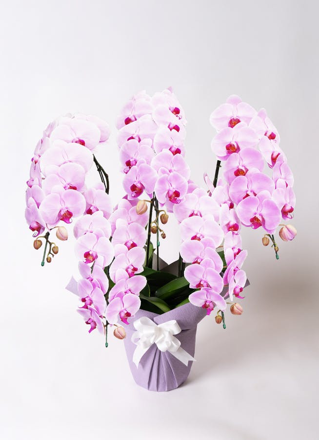 胡蝶蘭大輪 ピンク 5本立ち 55輪〜63輪前後 | 胡蝶蘭ならHitoHana(ひと