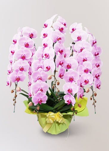 large flower pink 9 13 - 花通販おすすめ12選【2023年最新版】人気宅配サイト