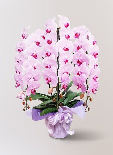 large flower pink 7 14 - 胡蝶蘭通販おすすめ9選【2023年人気サイト】選び方･相場など解説。