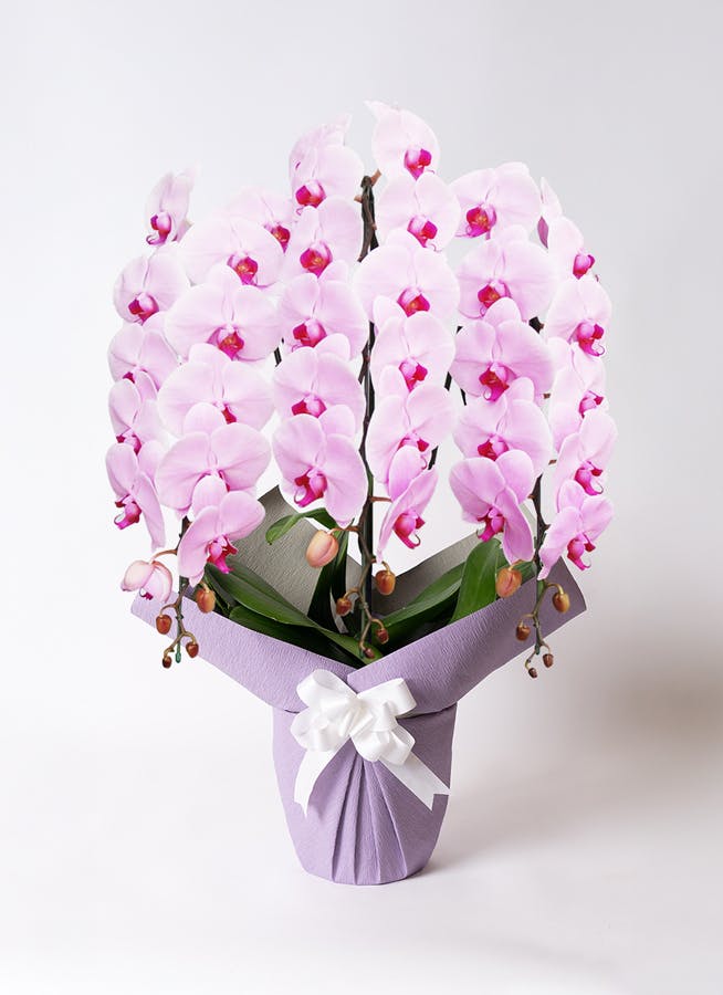 胡蝶蘭大輪 ピンク 3本立ち 40輪〜45輪前後 | 胡蝶蘭ならHitoHana(ひと