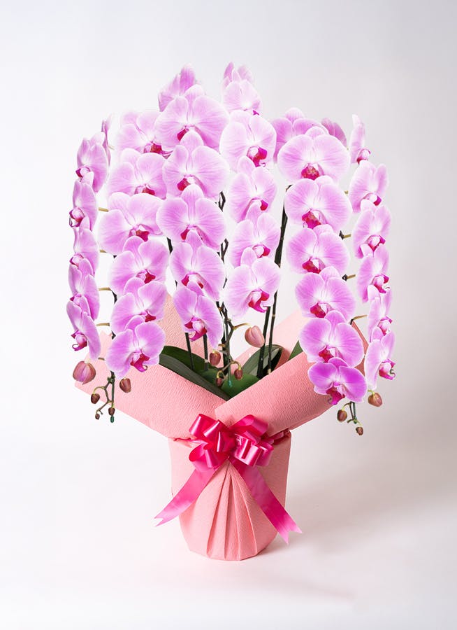 胡蝶蘭大輪 ピンク 3本立ち 35輪〜40輪前後 | 胡蝶蘭ならHitoHana(ひと