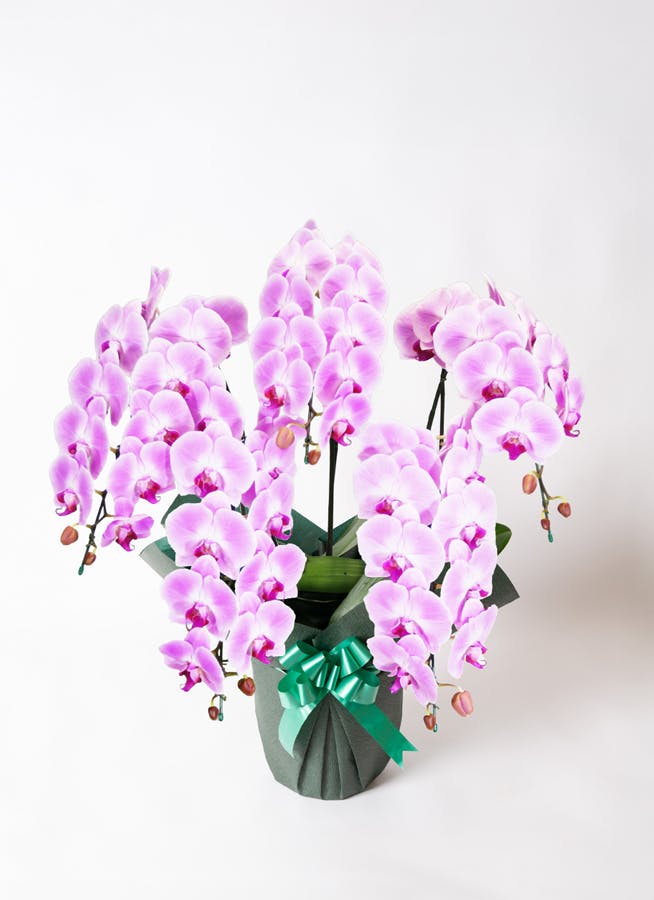 胡蝶蘭大輪 ピンク 5本立ち 50輪〜58輪前後 | 胡蝶蘭ならHitoHana(ひと