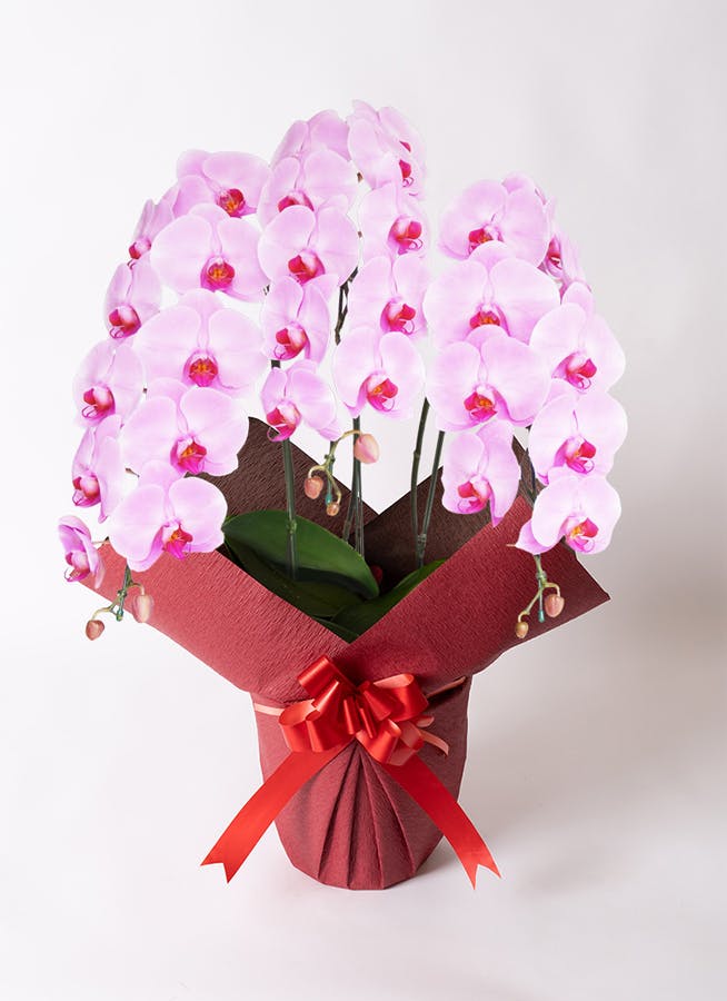 バラとピンク胡蝶蘭の豪華エレガント特大リース♪♪☆* バラとピンク胡蝶蘭の豪華エレガント特大リース♪♪☆*