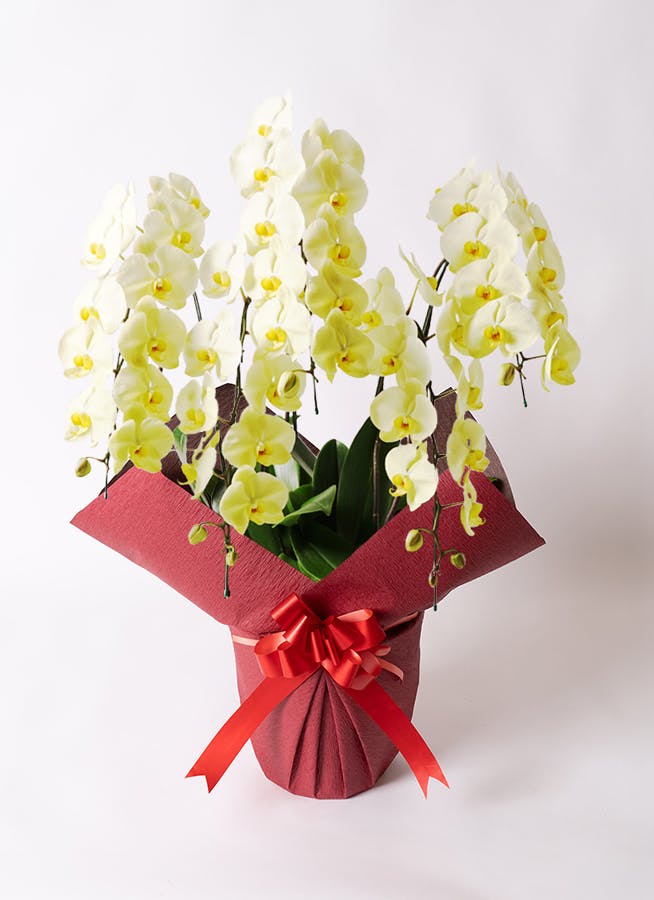 黄色の胡蝶蘭 スタンド花 リボン付き 黄色の胡蝶蘭 スタンド花 リボン付き 黄色の胡蝶蘭 スタンド花 リボン付き