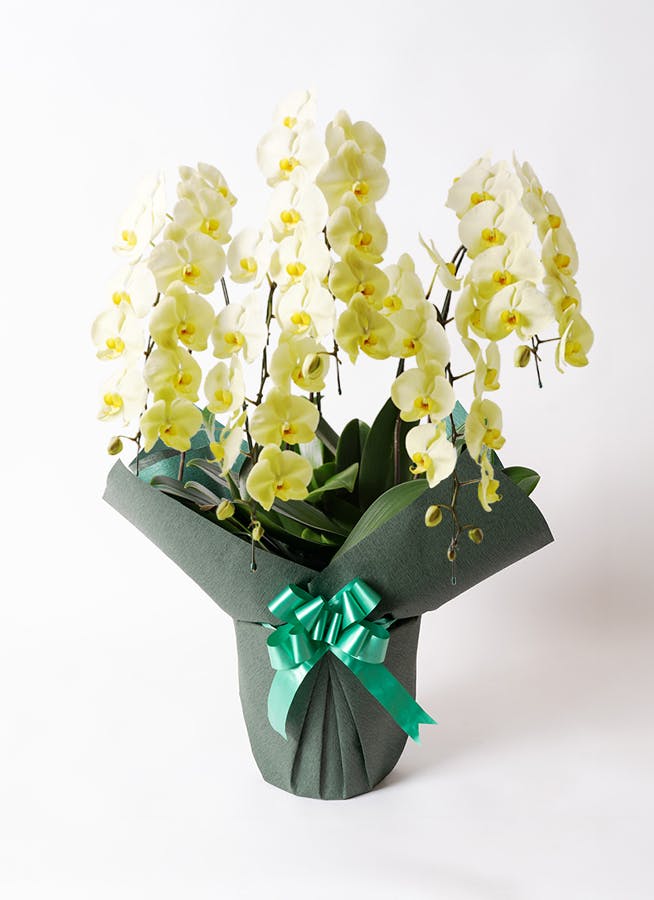 5本立ちの胡蝶蘭の通販 | HitoHana（ひとはな）