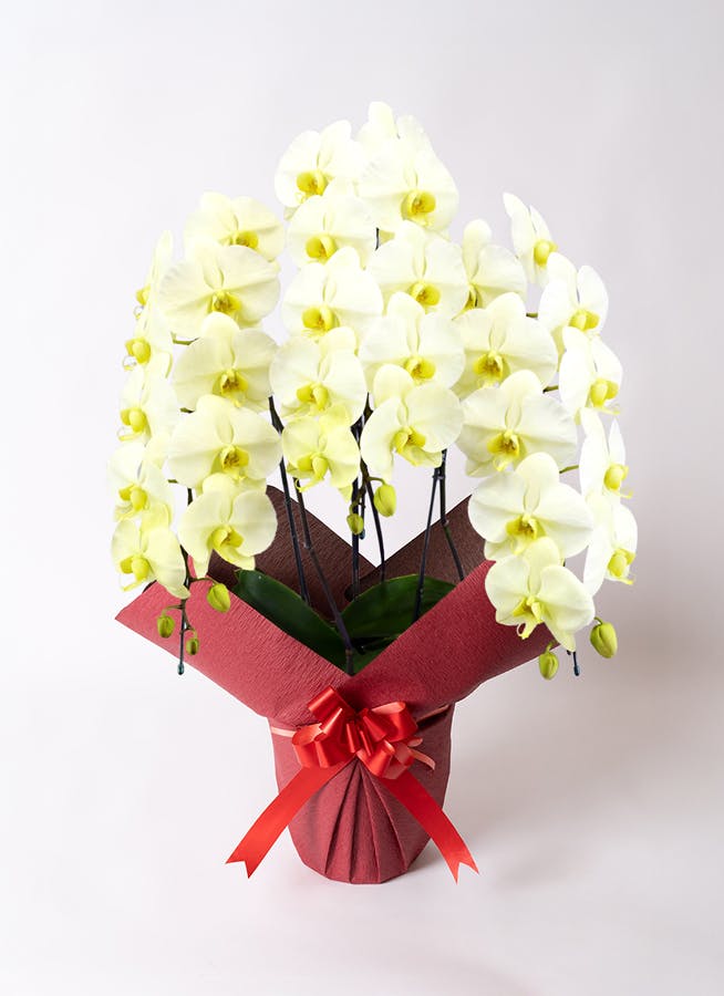 胡蝶蘭大輪 黄色 グリーンアース 3本立ち 30輪〜35輪前後 | 胡蝶蘭なら