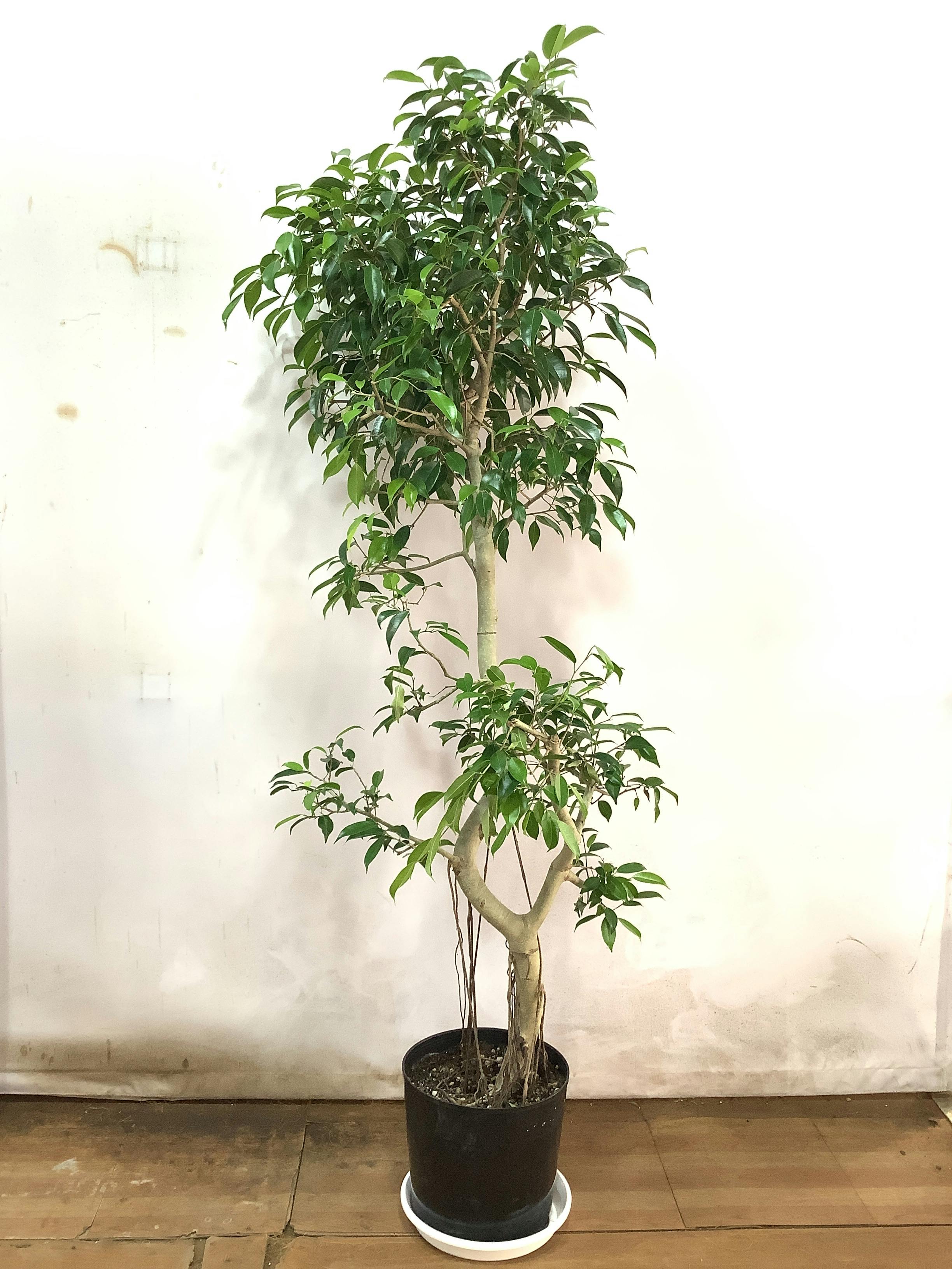 現品販売】180cm ~ 200cm 1点もの観葉植物の通販 | HitoHana（ひとはな）