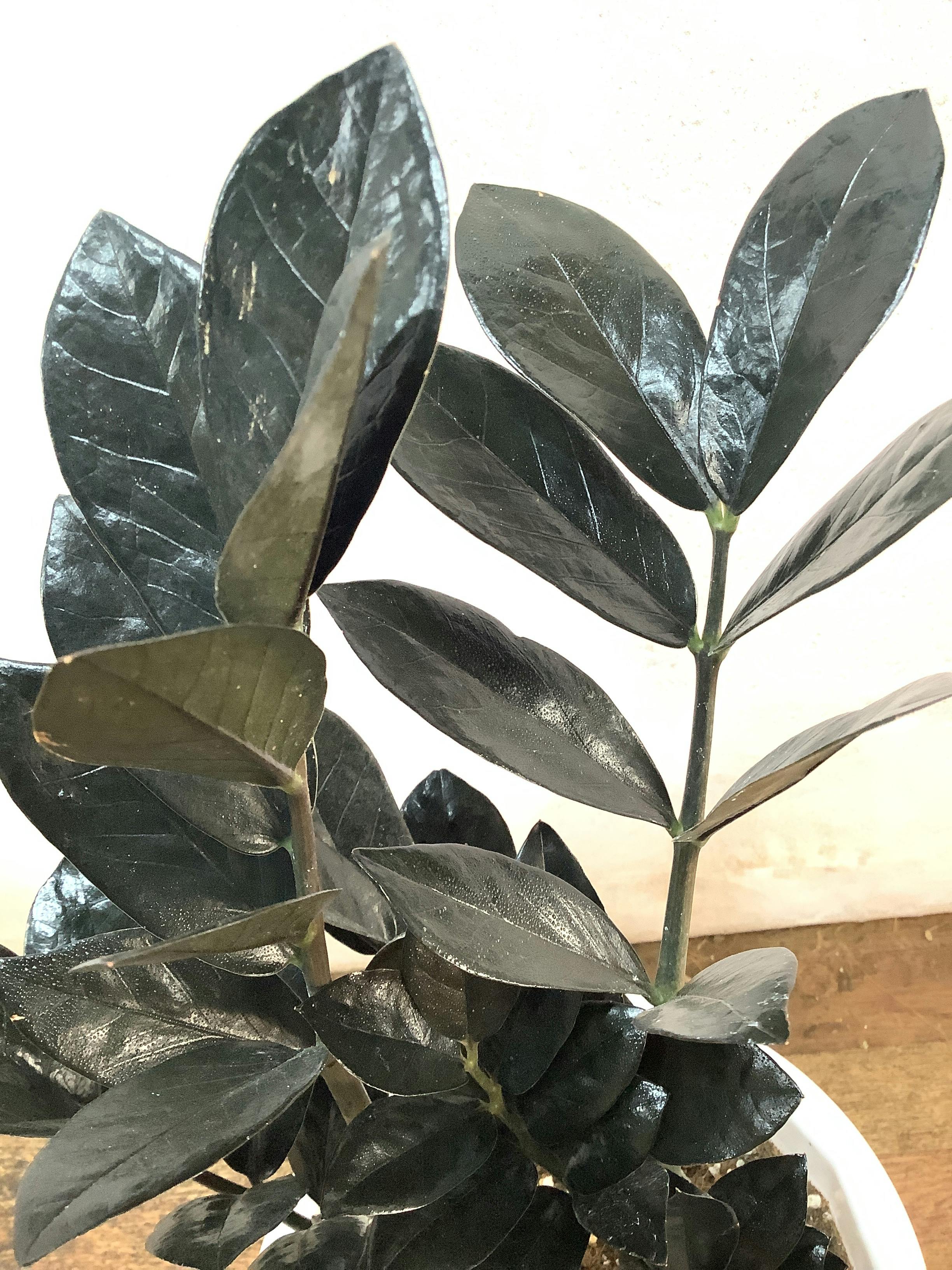 観葉植物 ザミオクルカス【50cm】ザミオクルカス 6号 レイヴン
