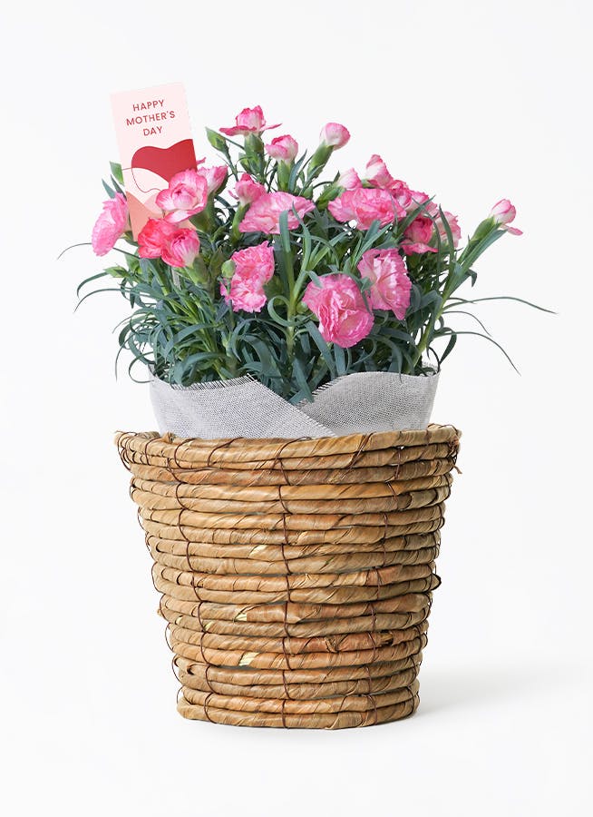 【母の日】カーネーション 鉢植えのお花 ピンクエクレア ブラウンバスケット