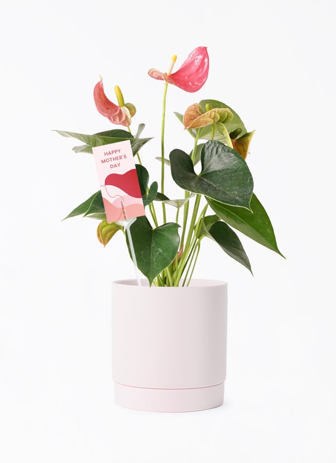 希少 ザミオクルカス ブラック ピンク 斑入り (Zamioculcas Black Pink ...