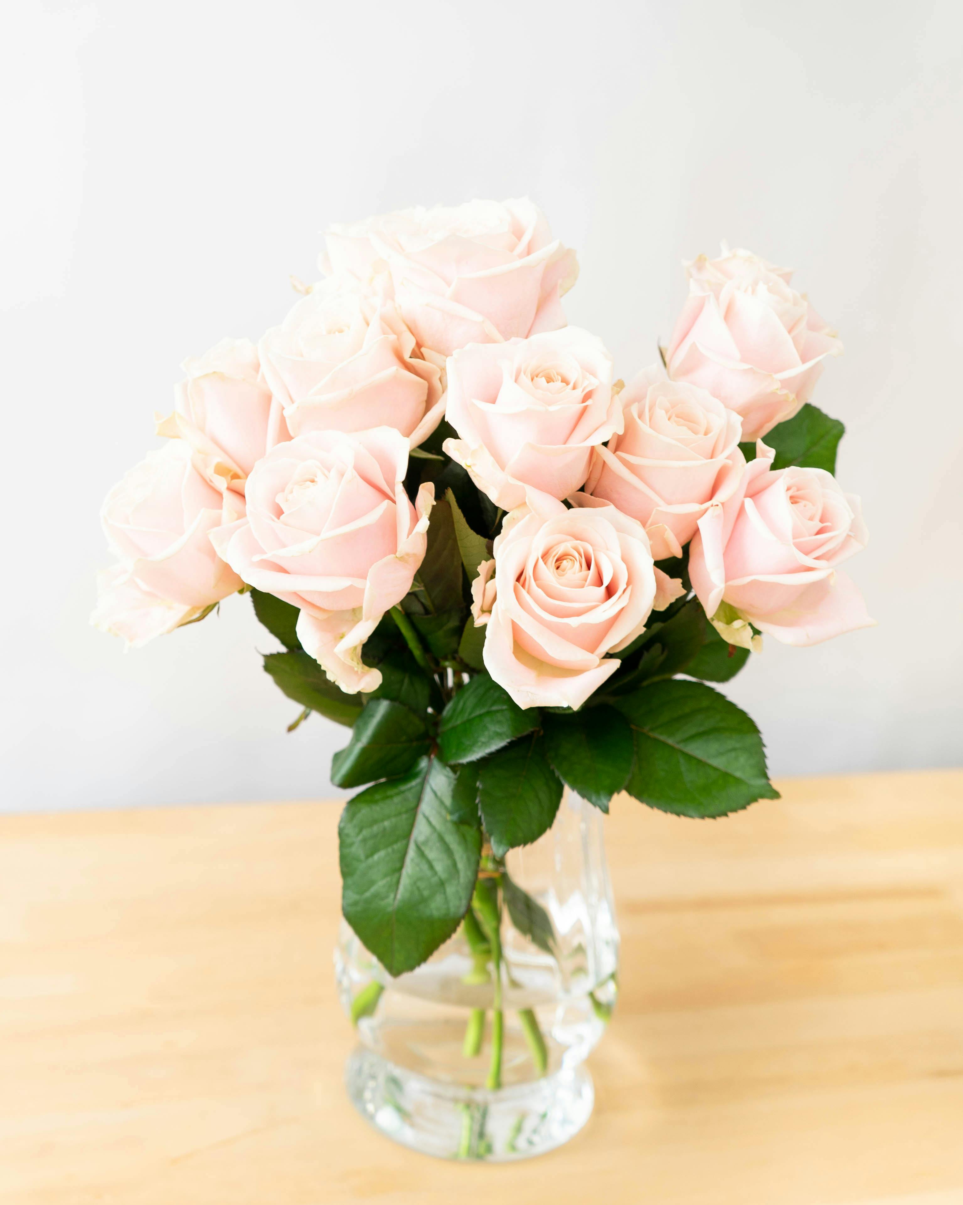 産地直送 バラ スイートアバランチェ 12本束／滋賀 國枝バラ園からお