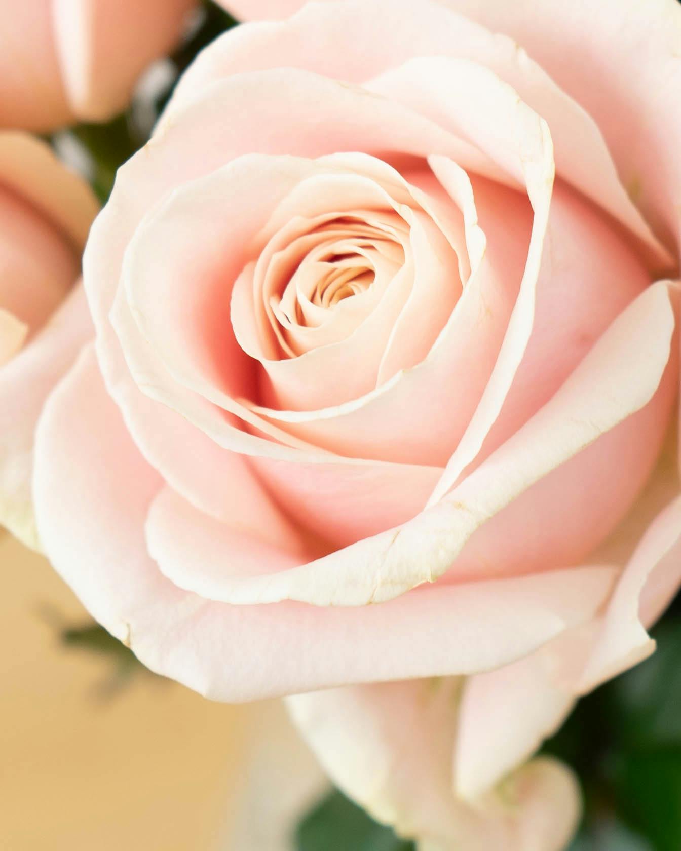 産地直送 バラ スイートアバランチェ 12本束／滋賀 國枝バラ園からお