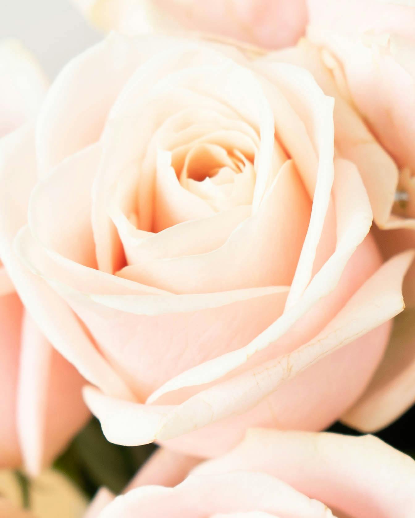 産地直送 バラ スイートアバランチェ 12本束／滋賀 國枝バラ園からお